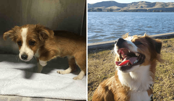 before and after adoption 