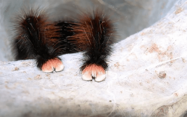 Spiders have tiny paws