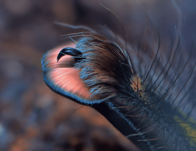 Spiders have tiny paws