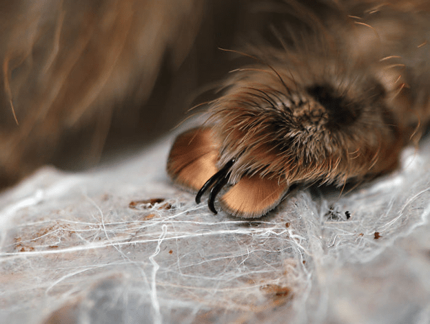 Spiders have tiny paws