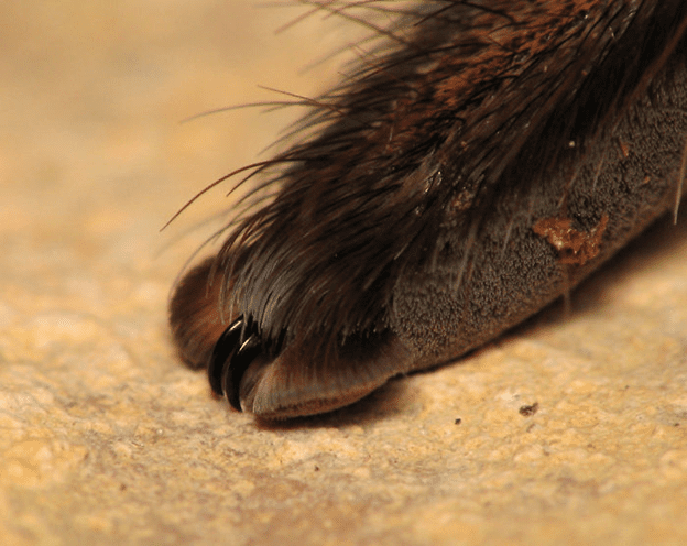 Spiders have tiny paws