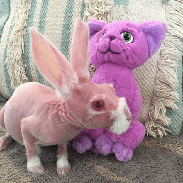 hairless bunny