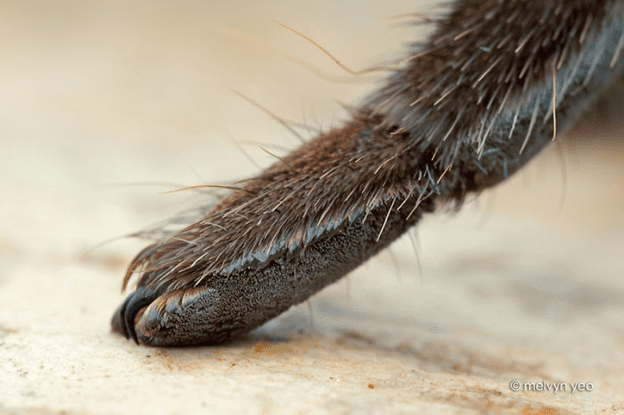 Spiders have tiny paws