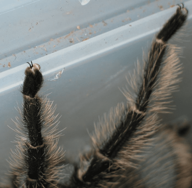 Spiders have tiny paws