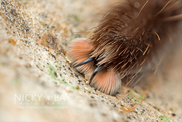 Spiders have tiny paws