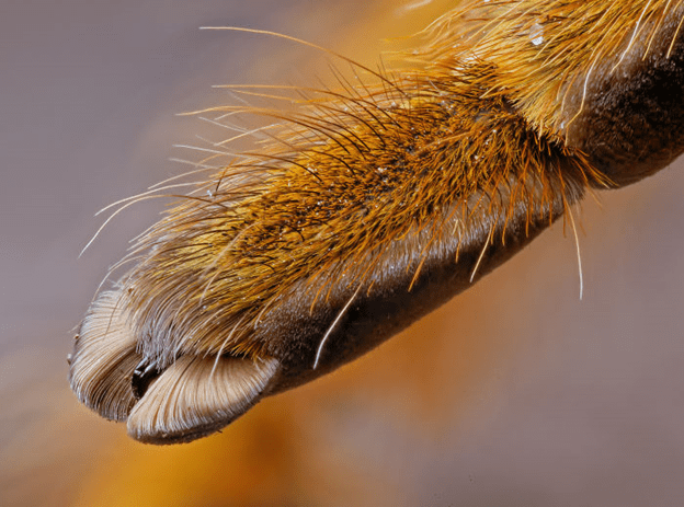 Spiders have tiny paws