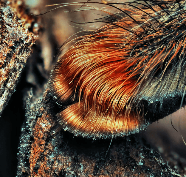 Spiders have tiny paws