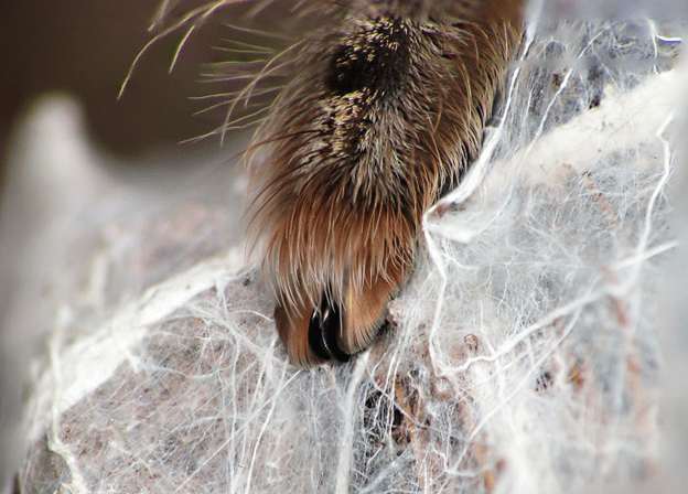 Spiders have tiny paws