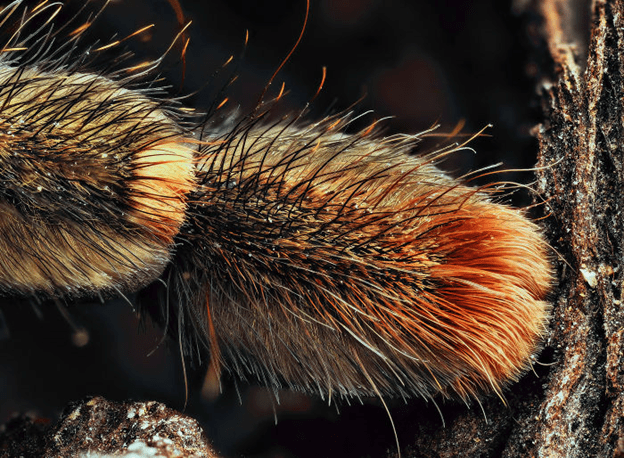 Spiders have tiny paws