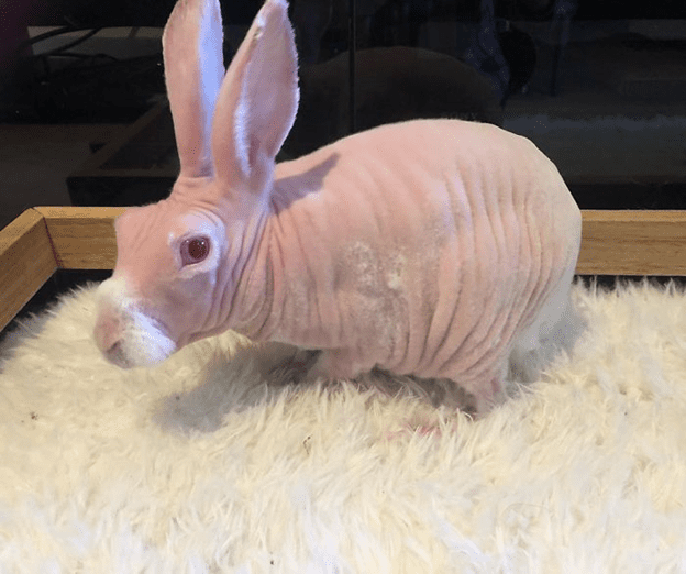 hairless bunny