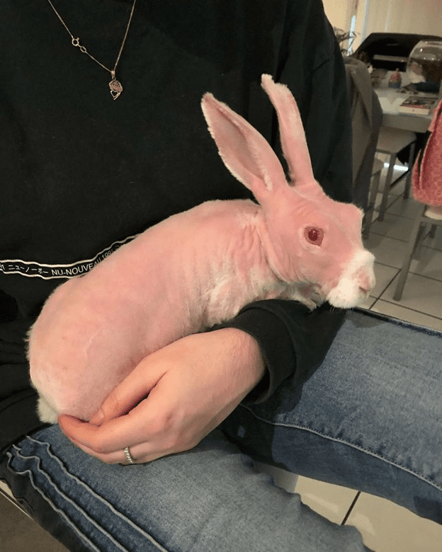 hairless bunny