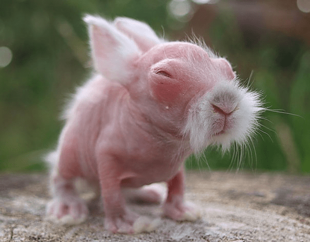 Hairless Rabbit