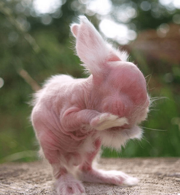 Hairless Rabbit