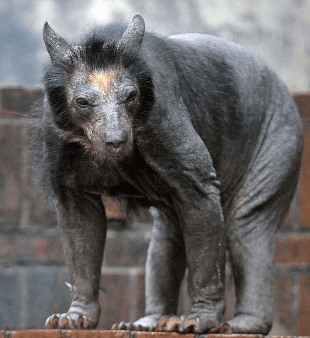 Hairless Bear