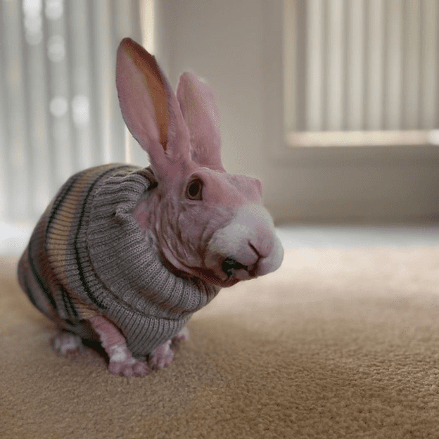 hairless bunny