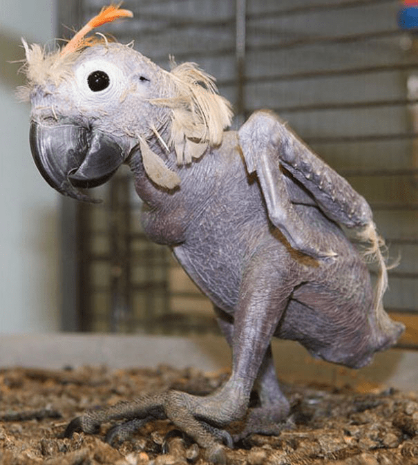 Hairless Parrot