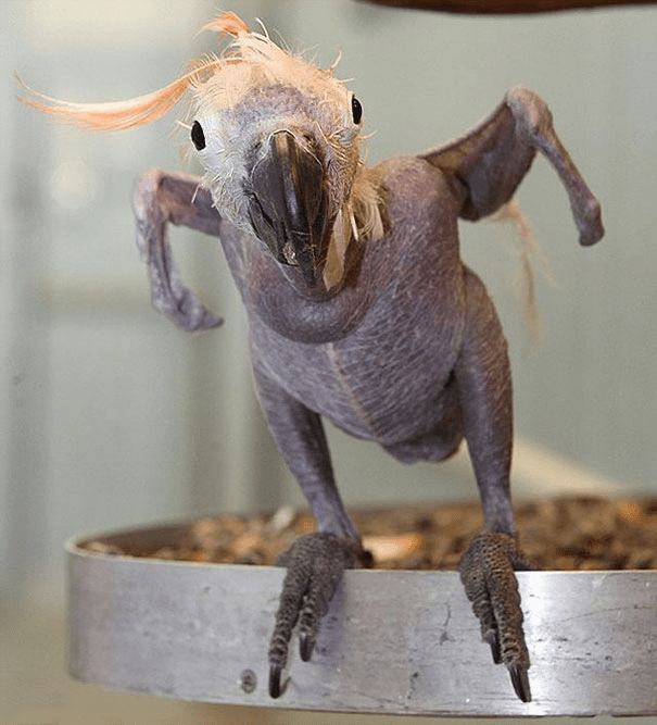 Hairless Parrot