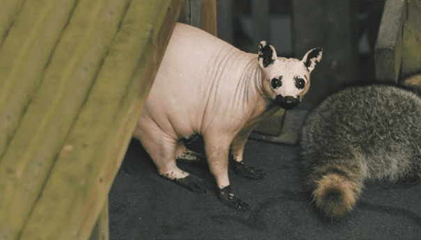 Hairless Raccoon