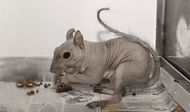 Hairless Squirrel