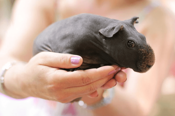 Hairless Guinea Pig