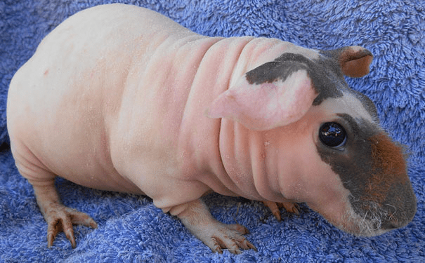 Hairless Guinea Pig