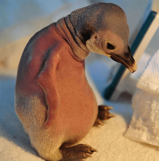 Hairless Penguin
