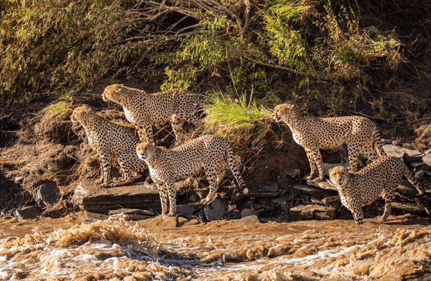 Cheetahs Crossing A River