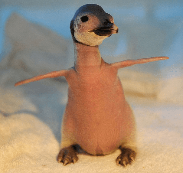 Hairless Penguin