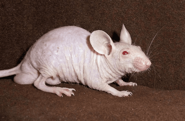 Hairless Rat