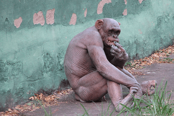 Hairless Chimpanzee