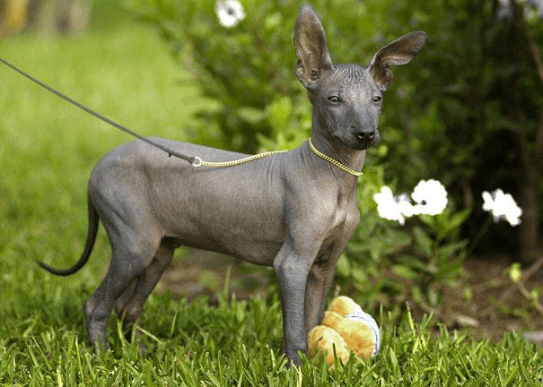 Hairless Dog