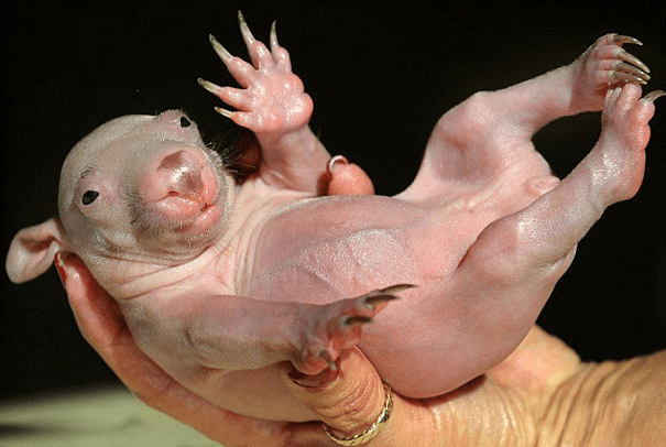 Hairless Wombat