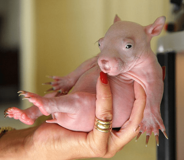 Hairless Wombat