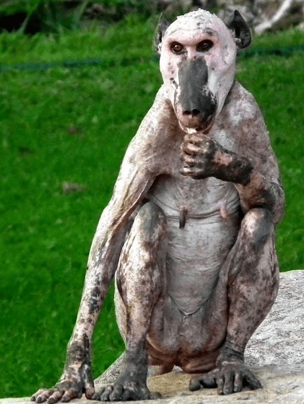 Hairless Baboon