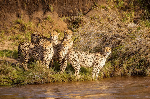 Cheetahs Crossing A River