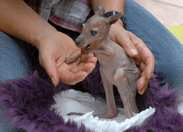 Hairless Kangaroo