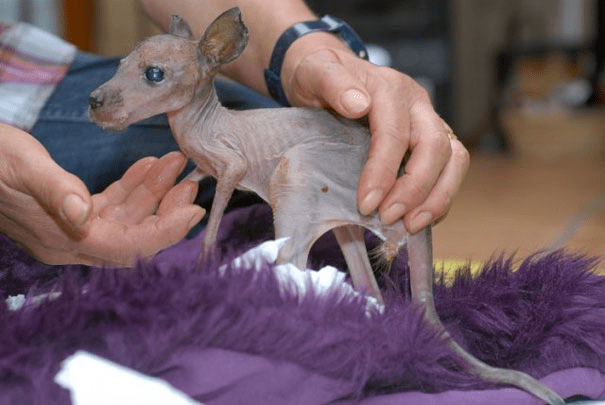 Hairless Kangaroo