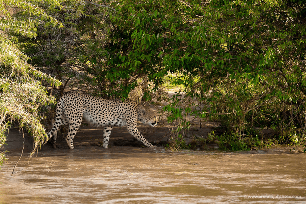 Cheetahs Crossing A River