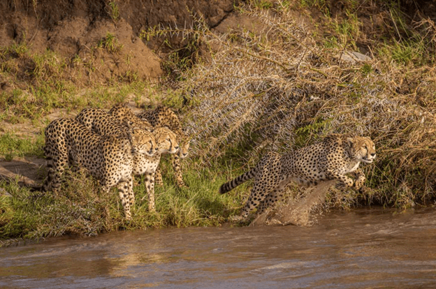 Cheetahs Crossing A River