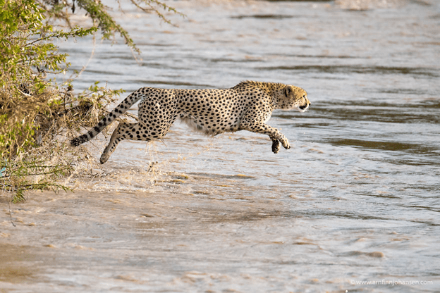 Cheetahs Crossing A River