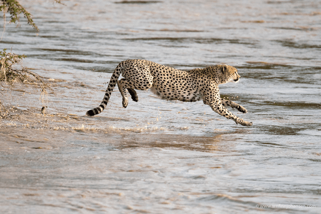 Cheetahs Crossing A River