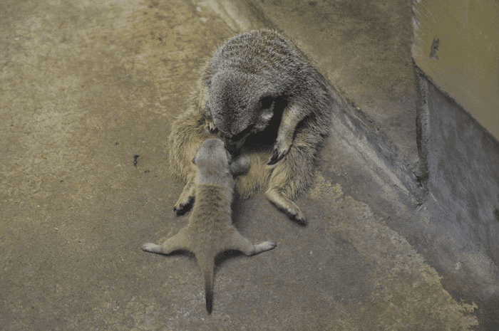 A Baby Meerkat 