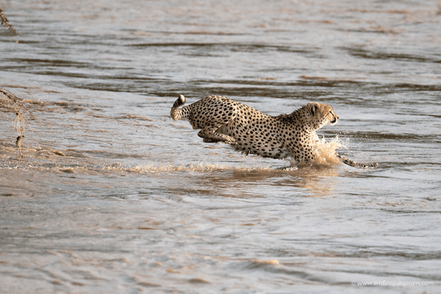 Cheetahs Crossing A River