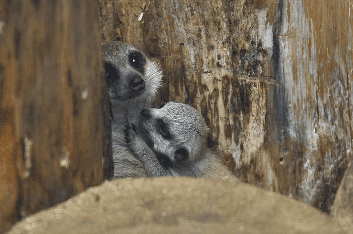 A Baby Meerkat 