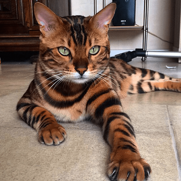 the Bengal Cat 