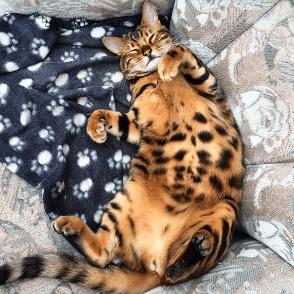 the Bengal Cat 