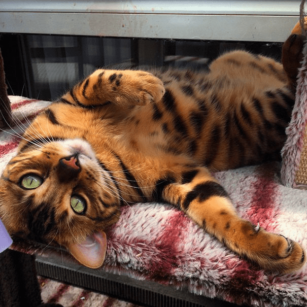 the Bengal Cat 