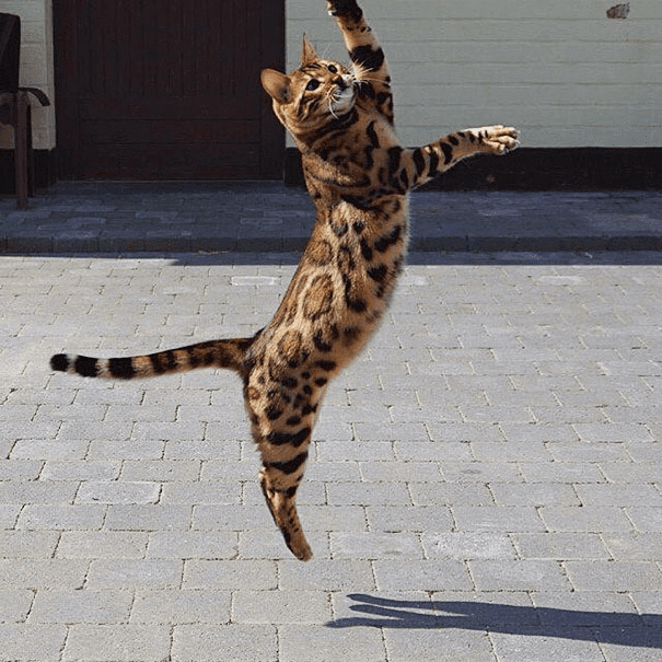 the Bengal Cat 