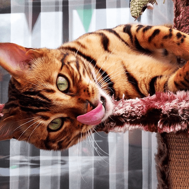 the Bengal Cat 