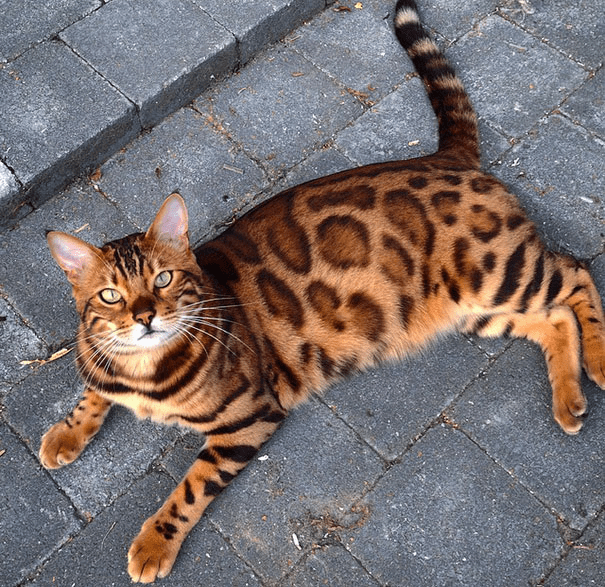 the Bengal Cat 